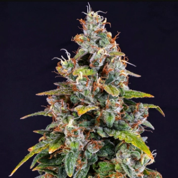 Watermelon Zkittlez Auto cannabis plants in bloom, grown from Automatic seeds – ideal for home cultivation from Barneys Farm