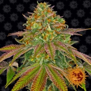 Wedding Cake cannabis plants in bloom, grown from Feminized seeds – ideal for home cultivation from Barneys Farm