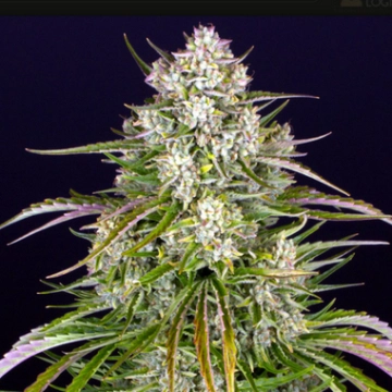 Wedding Cake Auto cannabis plants in bloom, grown from Automatic seeds – ideal for home cultivation from Barneys Farm
