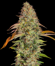 Zkittlez OG Auto cannabis plants in bloom, grown from Feminised seeds – ideal for home cultivation from Barneys Farm