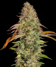 Zkittlez OG Auto cannabis plants in bloom, grown from Feminized seeds – ideal for home cultivation from Barneys Farm