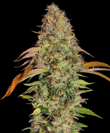 Zkittlez OG Auto cannabis plants in bloom, grown from Feminized seeds – ideal for home cultivation from Barneys Farm