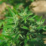 Big Buddha Automatic cannabis plants in bloom, grown from Automatic seeds – ideal for home cultivation from Big Buddha Seeds