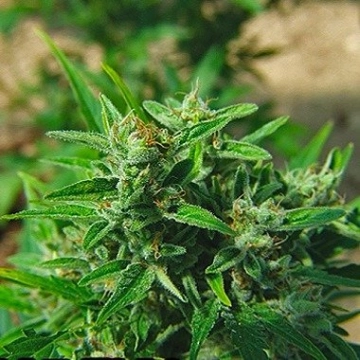 Big Buddha Automatic cannabis plants in bloom, grown from Automatic seeds – ideal for home cultivation from Big Buddha Seeds