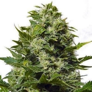 Big Buddha Bubble Cheese cannabis plants in bloom, grown from Feminized seeds – ideal for home cultivation from Big Buddha Seeds