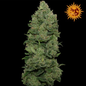 Big Buddha Cheese Dawg cannabis plants in bloom, grown from Feminised seeds – ideal for home cultivation from Big Buddha Seeds
