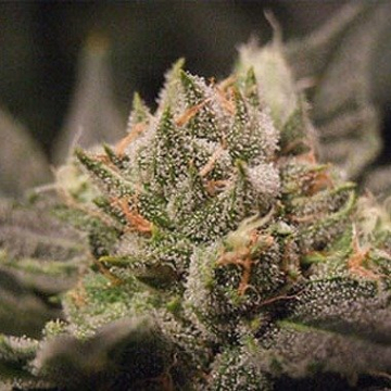 Big Buddha Cheesus cannabis plants in bloom, grown from Feminised seeds – ideal for home cultivation from Big Buddha Seeds