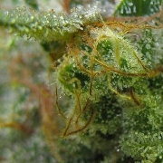 Big Buddha Chiesel cannabis plants in bloom, grown from Feminized seeds – ideal for home cultivation from Big Buddha Seeds