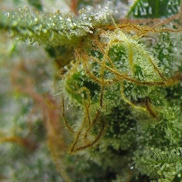 Big Buddha Chiesel cannabis plants in bloom, grown from Feminized seeds – ideal for home cultivation from Big Buddha Seeds