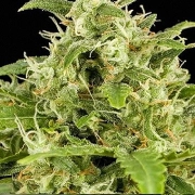 Big Buddha Critical Mass Automatic cannabis plants in bloom, grown from Feminized seeds – ideal for home cultivation from Big Buddha Seeds
