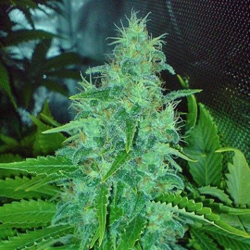 Big Buddha Freeze Cheese 89 cannabis plants in bloom, grown from Feminised seeds – ideal for home cultivation from Big Buddha Seeds
