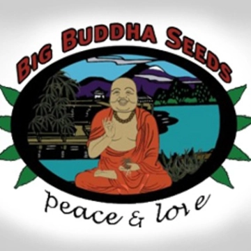 Black Cheese cannabis plants in bloom, grown from Feminized seeds – ideal for home cultivation from Big Buddha Seeds