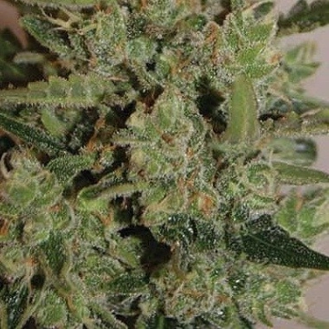 Blue Cheese Auto cannabis plants in bloom, grown from Automatic seeds – ideal for home cultivation from Big Buddha Seeds