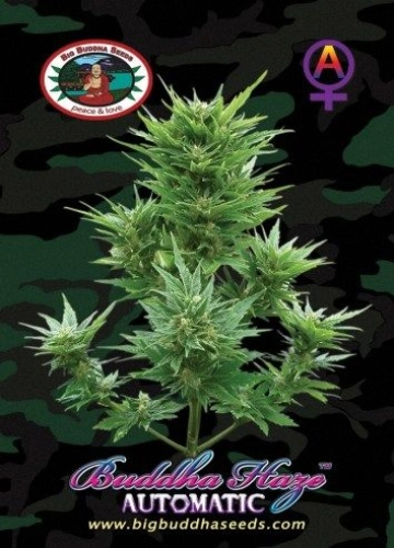 Buddha Haze cannabis plants in bloom, grown from Automatic seeds – ideal for home cultivation from Big Buddha Seeds