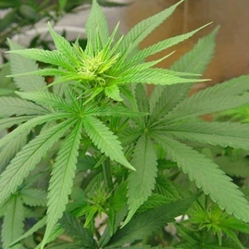 Buddha Haze Auto cannabis plants in bloom, grown from Automatic seeds – ideal for home cultivation from Big Buddha Seeds