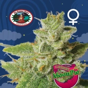 Cherry Moon Pie cannabis plants in bloom, grown from Feminized seeds – ideal for home cultivation from Big Buddha Seeds