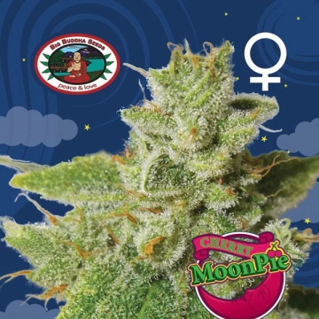 Cherry Moon Pie cannabis plants in bloom, grown from Feminized seeds – ideal for home cultivation from Big Buddha Seeds