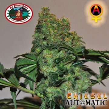 Chiesel Auto cannabis plants in bloom, grown from Automatic seeds – ideal for home cultivation from Big Buddha Seeds