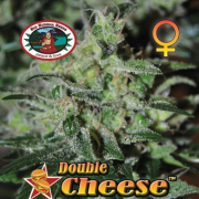 Double Cheese cannabis plants in bloom, grown from Feminised seeds – ideal for home cultivation from Big Buddha Seeds