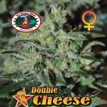 Double Cheese cannabis plants in bloom, grown from Feminized seeds – ideal for home cultivation from Big Buddha Seeds