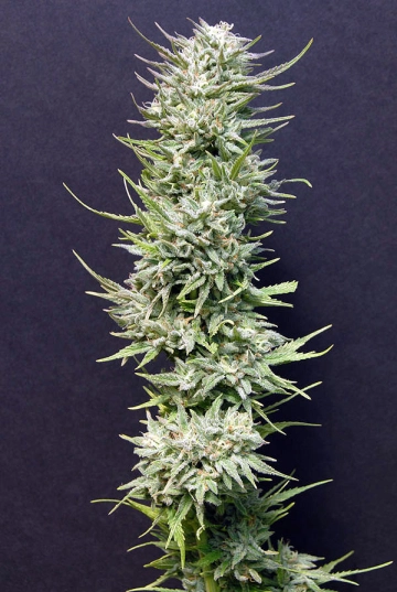 Big Freeze cannabis plants in bloom, grown from Feminized seeds – ideal for home cultivation from Bighead Seeds