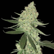 Big Stilton Auto cannabis plants in bloom, grown from Automatic seeds – ideal for home cultivation from Bighead Seeds