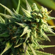 Buzz 'n' Smiles cannabis plants in bloom, grown from Feminized seeds – ideal for home cultivation from Bighead Seeds
