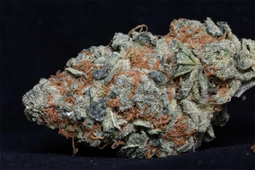 Cookie Dawg cannabis plants in bloom, grown from Feminized seeds – ideal for home cultivation from Bighead Seeds