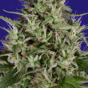 Dogstar Dawg cannabis plants in bloom, grown from Feminised seeds – ideal for home cultivation from Bighead Seeds