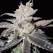 Freeze Berry Auto cannabis plants in bloom, grown from Automatic seeds – ideal for home cultivation from Bighead Seeds