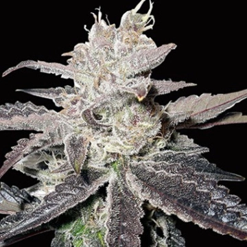 Freeze Berry Auto cannabis plants in bloom, grown from Automatic seeds – ideal for home cultivation from Bighead Seeds