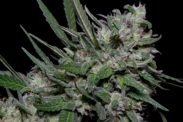 Girl Scout Cookies cannabis plants in bloom, grown from Feminized seeds – ideal for home cultivation from Bighead Seeds