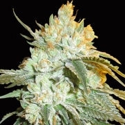 Head Stash Auto cannabis plants in bloom, grown from Automatic seeds – ideal for home cultivation from Bighead Seeds