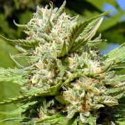 Headstone cannabis plants in bloom, grown from Feminized seeds – ideal for home cultivation from Bighead Seeds