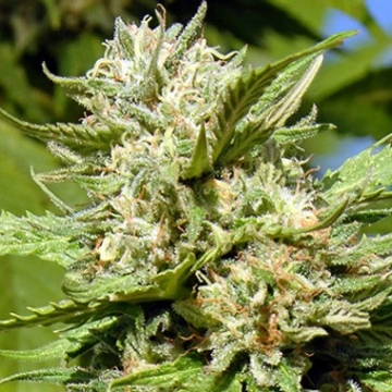 Headstone cannabis plants in bloom, grown from Feminized seeds – ideal for home cultivation from Bighead Seeds