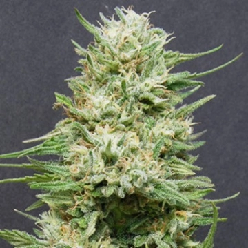 Heavy Head cannabis plants in bloom, grown from Feminized seeds – ideal for home cultivation from Bighead Seeds