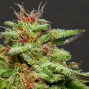 Julie's Cookies  cannabis plants in bloom, grown from Feminized seeds – ideal for home cultivation from Bighead Seeds