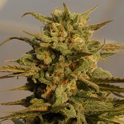 Julie's Cookies Auto cannabis plants in bloom, grown from Automatic seeds – ideal for home cultivation from Bighead Seeds
