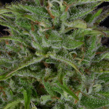 Sherbert Dab cannabis plants in bloom, grown from Feminised seeds – ideal for home cultivation from Bighead Seeds