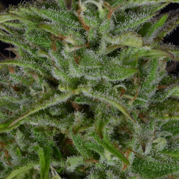 Sherbert Dab cannabis plants in bloom, grown from Feminized seeds – ideal for home cultivation from Bighead Seeds