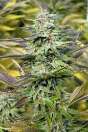 THC Pro cannabis plants in bloom, grown from Feminized seeds – ideal for home cultivation from Bighead Seeds