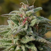 Trippy Gorilla Auto cannabis plants in bloom, grown from Automatic seeds – ideal for home cultivation from Bighead Seeds