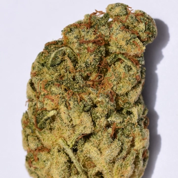 WEDDING CAKE cannabis plants in bloom, grown from Feminized seeds – ideal for home cultivation from Bighead Seeds