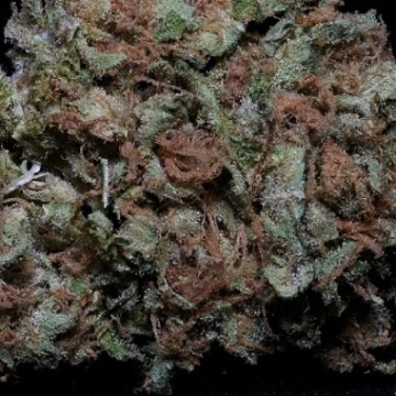 Zkittelz Feminisiert cannabis plants in bloom, grown from Feminized seeds – ideal for home cultivation from Bighead Seeds