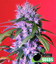 Berry Bomb cannabis plants in bloom, grown from Feminised seeds – ideal for home cultivation from Bomb Seeds