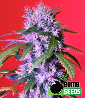 Berry Bomb cannabis plants in bloom, grown from Feminized seeds – ideal for home cultivation from Bomb Seeds