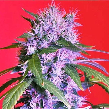 Berry Bomb Regular cannabis plants in bloom, grown from Regular seeds – ideal for home cultivation from Bomb Seeds