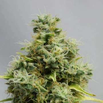 Big Bomb cannabis plants in bloom, grown from Feminized seeds – ideal for home cultivation from Bomb Seeds