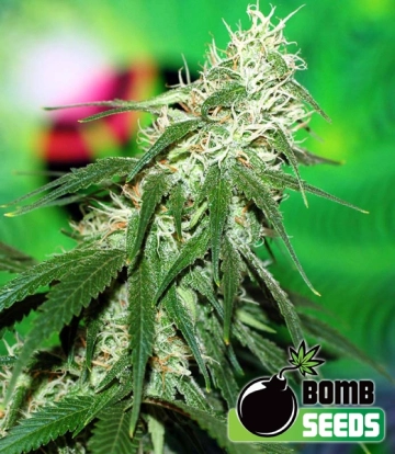 Buzz Bomb cannabis plants in bloom, grown from Regular seeds – ideal for home cultivation from Bomb Seeds