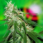 Buzz Bomb Feminized cannabis plants in bloom, grown from Feminized seeds – ideal for home cultivation from Bomb Seeds